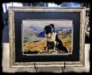 Border Collie Xstitch